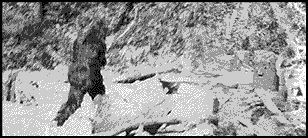 Gif animé Bigfoot photo